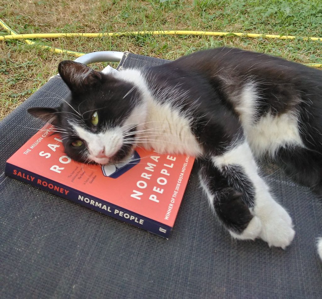 a Cat lounging on Sally Rooney's book at Cat Cottage