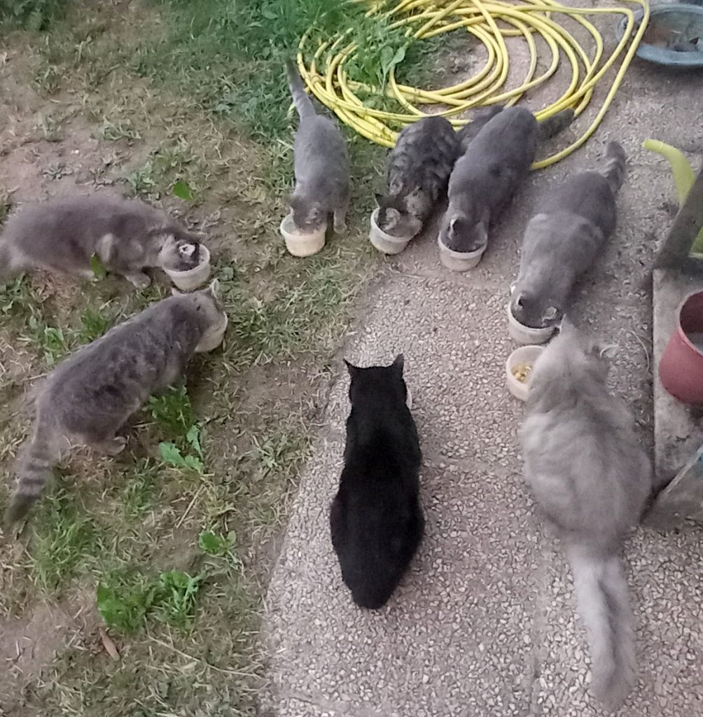 Some of the Cats at Cat Cottage eating their dinner in the garden